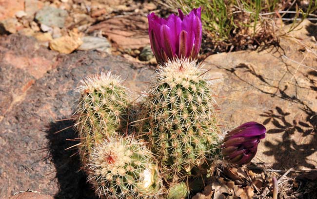 Pinkflower Hedgehog Cactus has leaves modified into spines that emerge from areoles. This cactus lacks glochids. Echinocereus bonkerae 